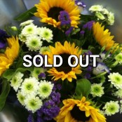 SOLD OUT - Sunsational!